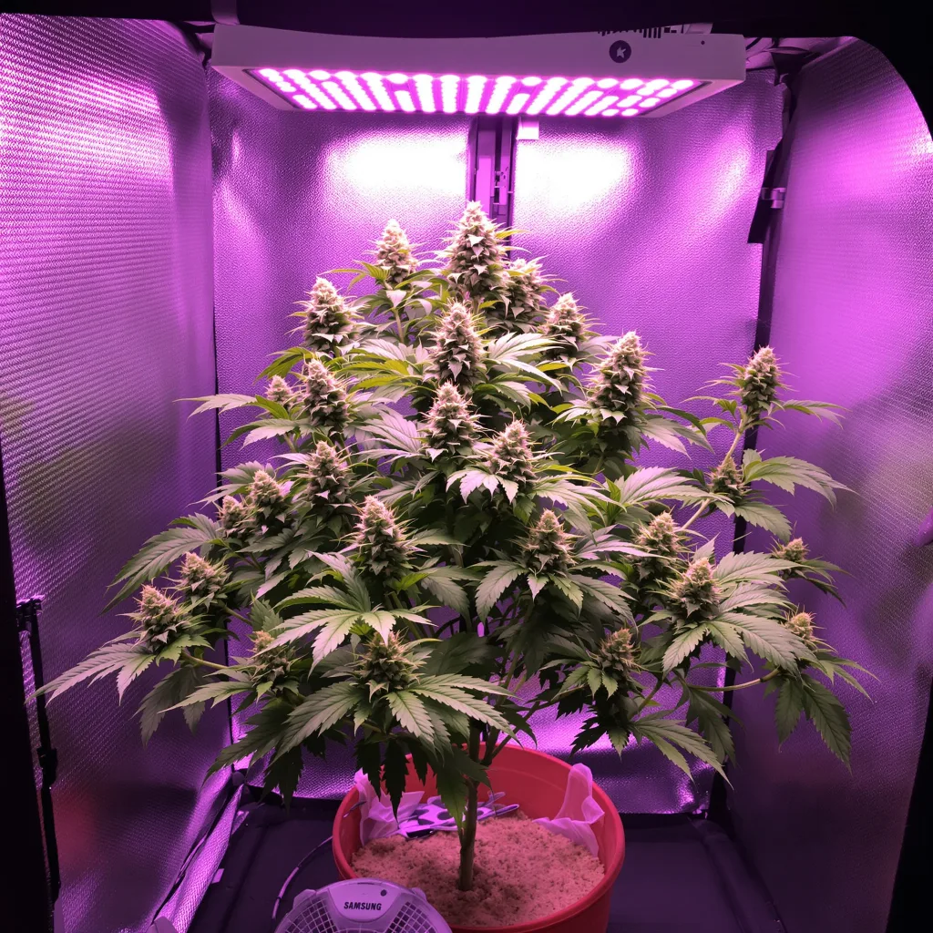 Purple 43 68% indica / 32% sativa flower with visible trichomes