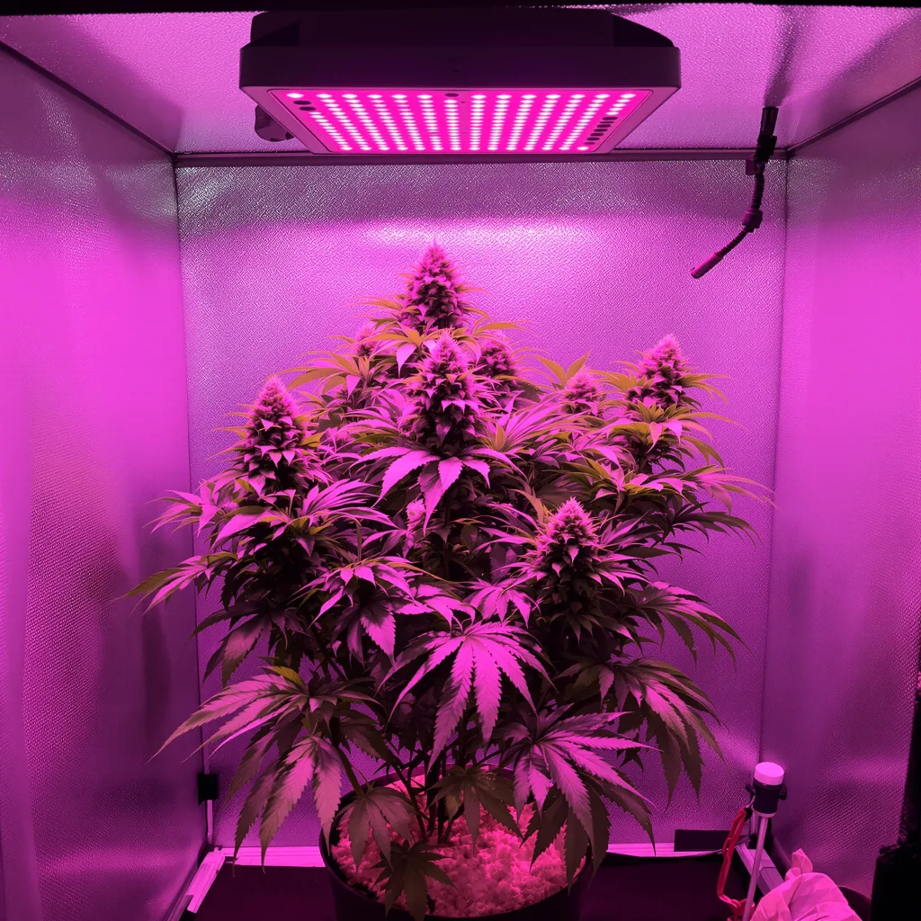 Purple Berry 76% indica / 24% sativa flower with visible trichomes
