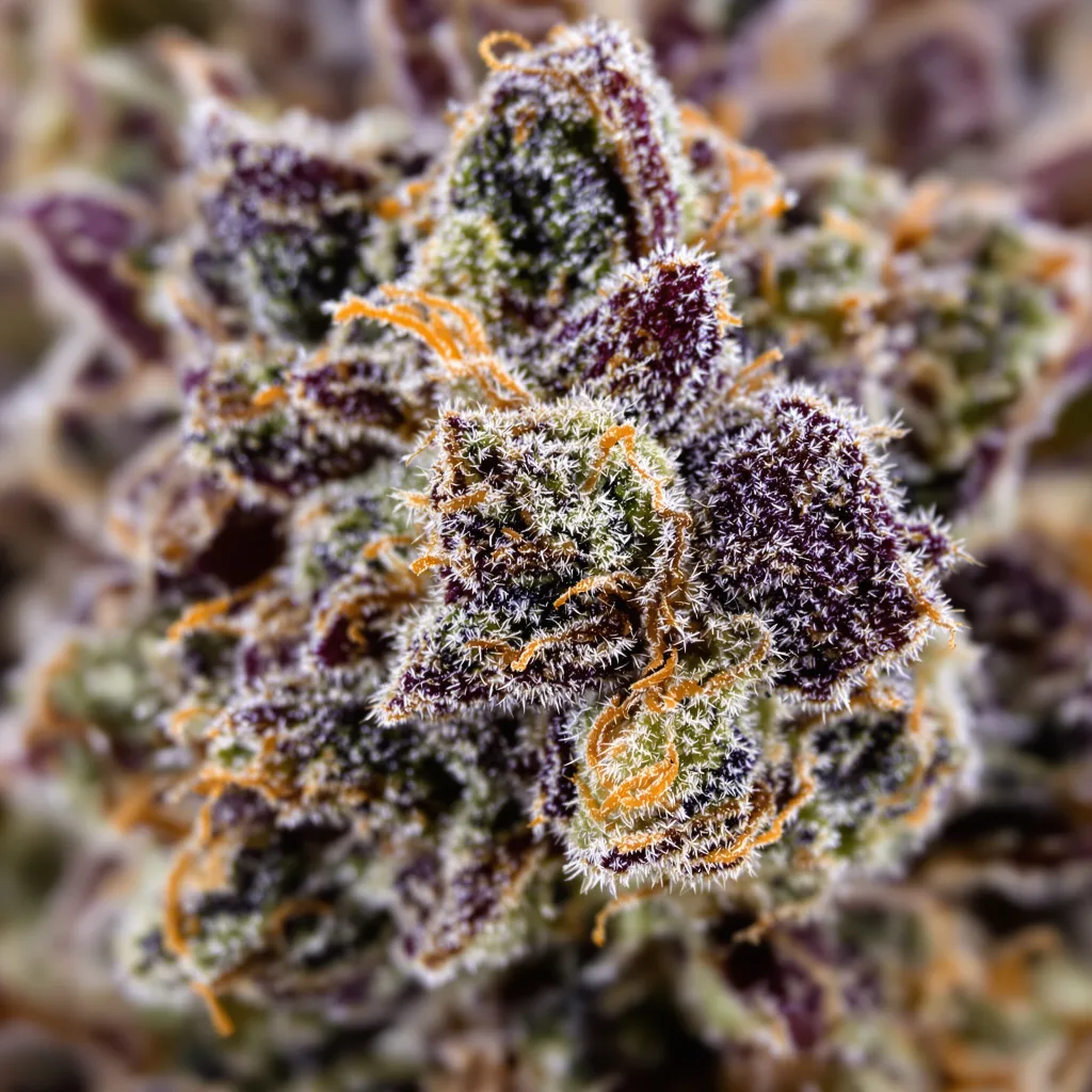 Purple Bubba cannabis plant in flowering stage — 90-130 cm feminised