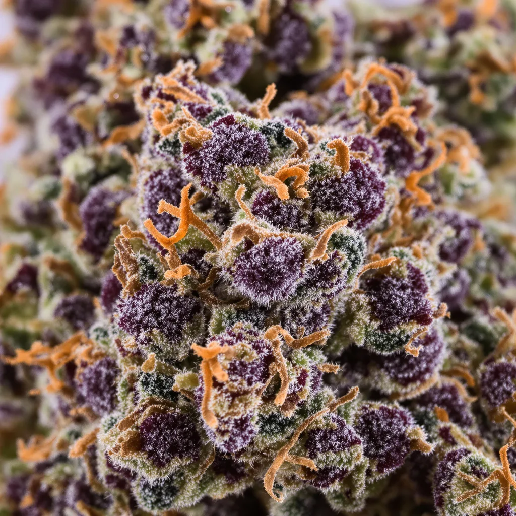Purple Chemdawg cannabis plant in flowering stage — 90-130 cm feminised