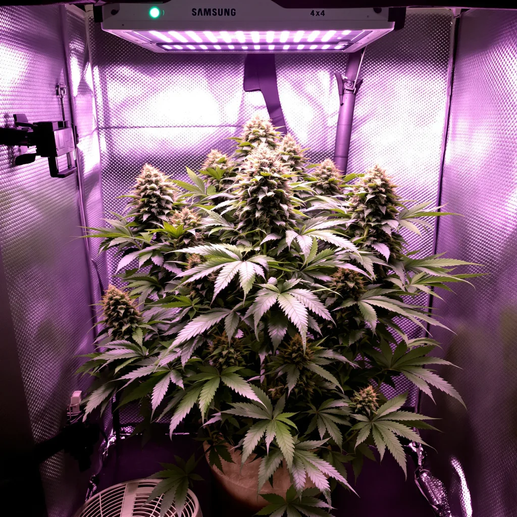 Purple Cotton Candy 79% indica / 21% sativa flower with visible trichomes