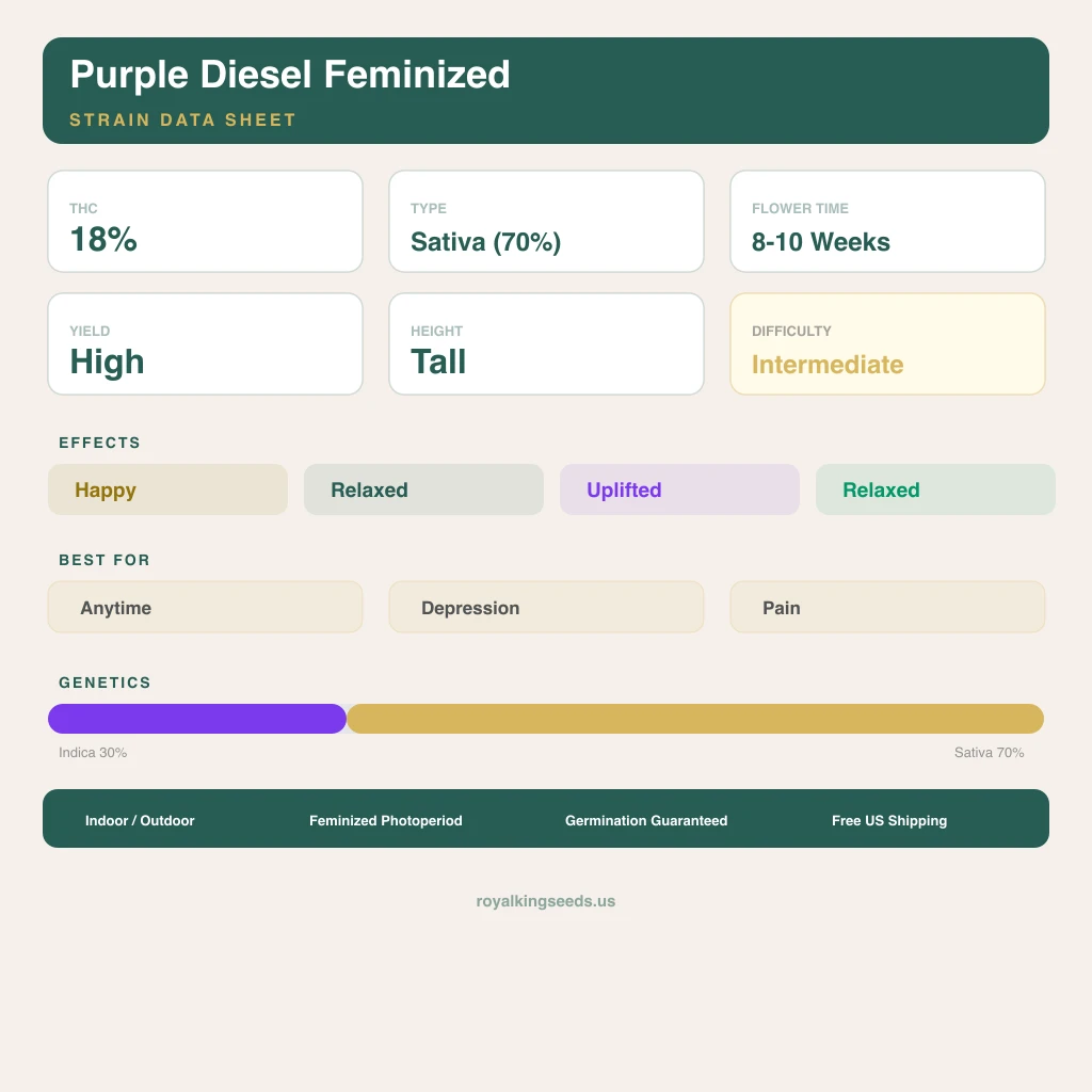 Purple Diesel 30% indica / 70% sativa flower with visible trichomes