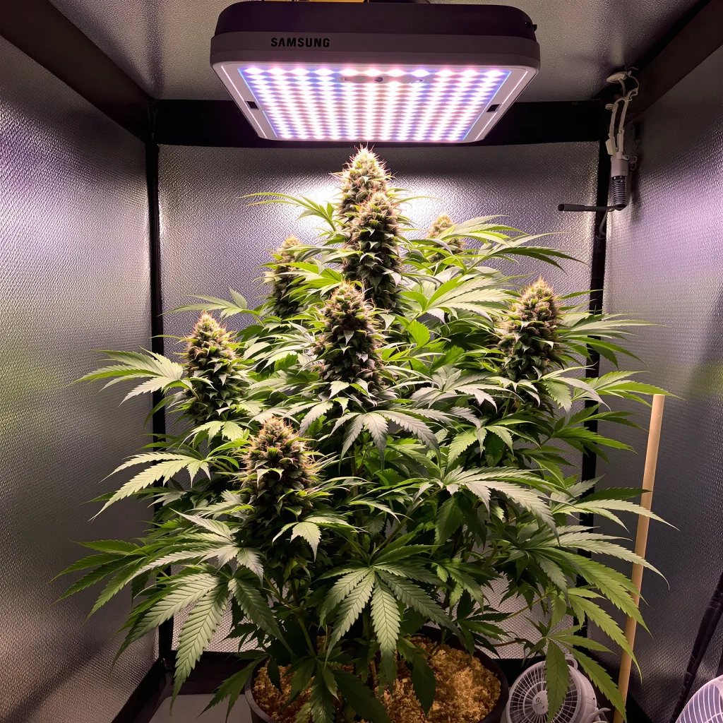 Purple Kush 81% indica / 19% sativa flower with visible trichomes