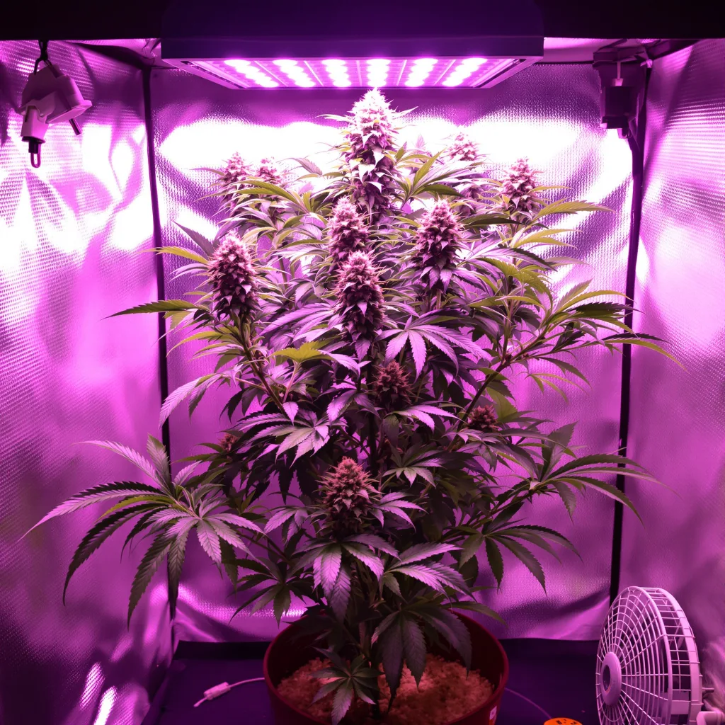Purple Nepal 68% indica / 32% sativa flower with visible trichomes