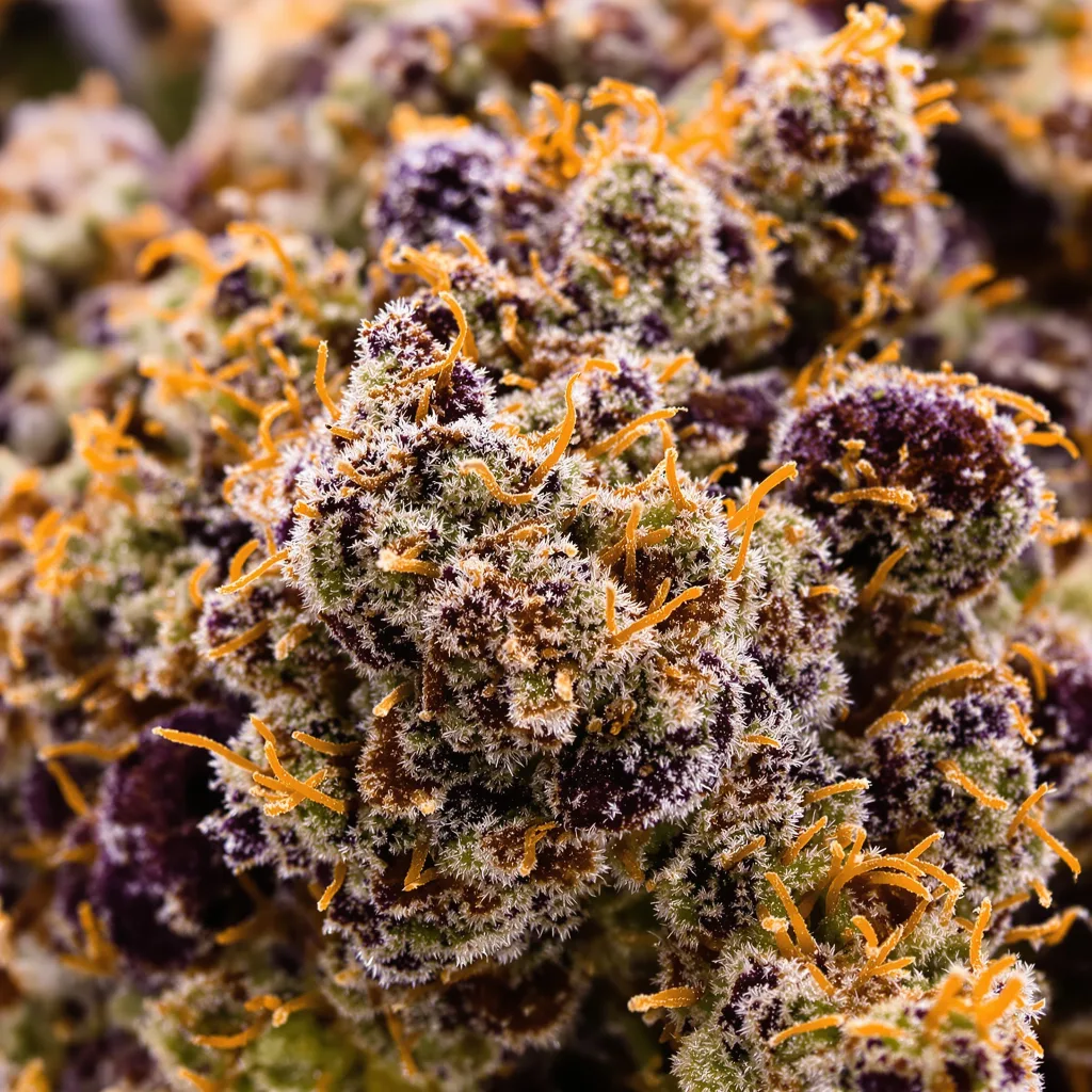 Purple Nepal cannabis plant in flowering stage — 90-130 cm feminised