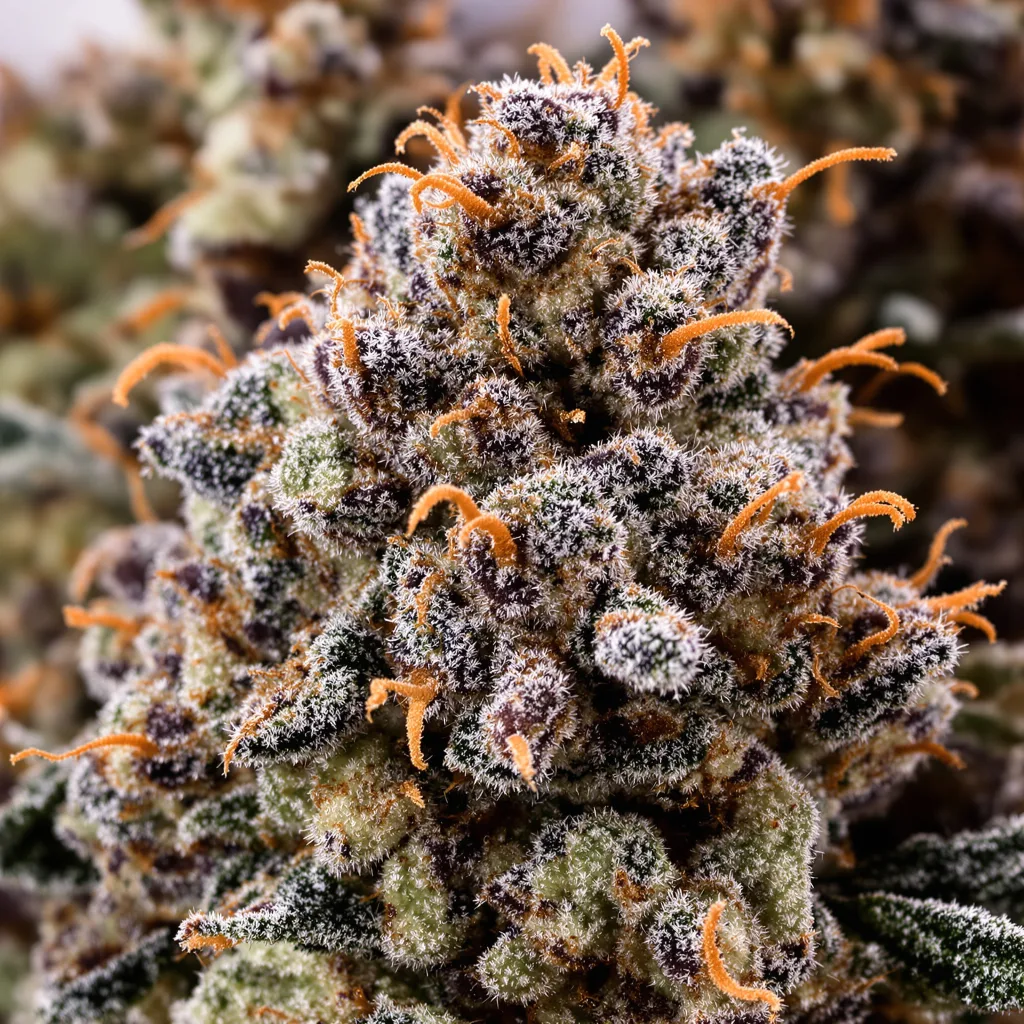 Purple OG cannabis plant in flowering stage — 90-130 cm feminised
