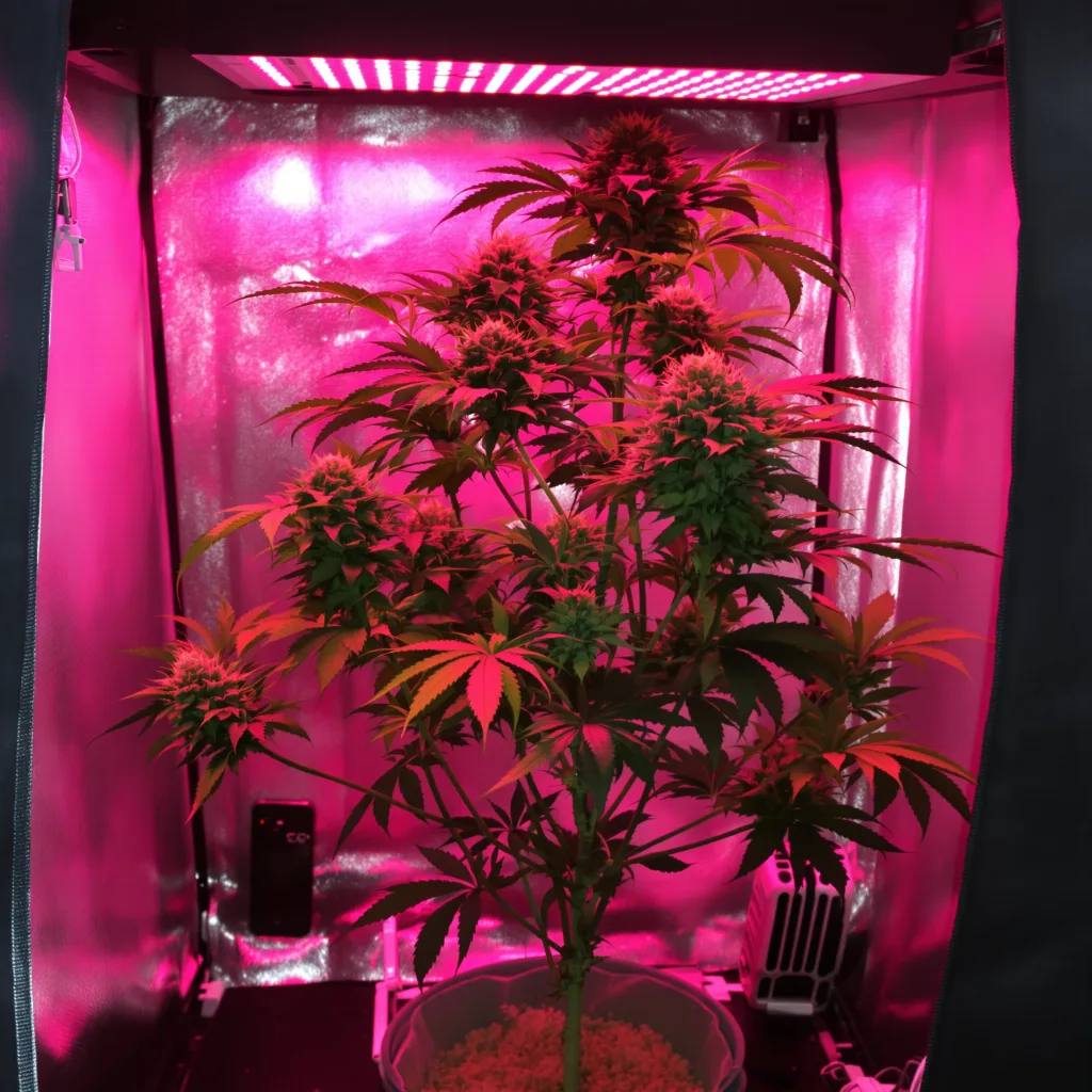Purple Skunk 54% indica / 46% sativa flower with visible trichomes
