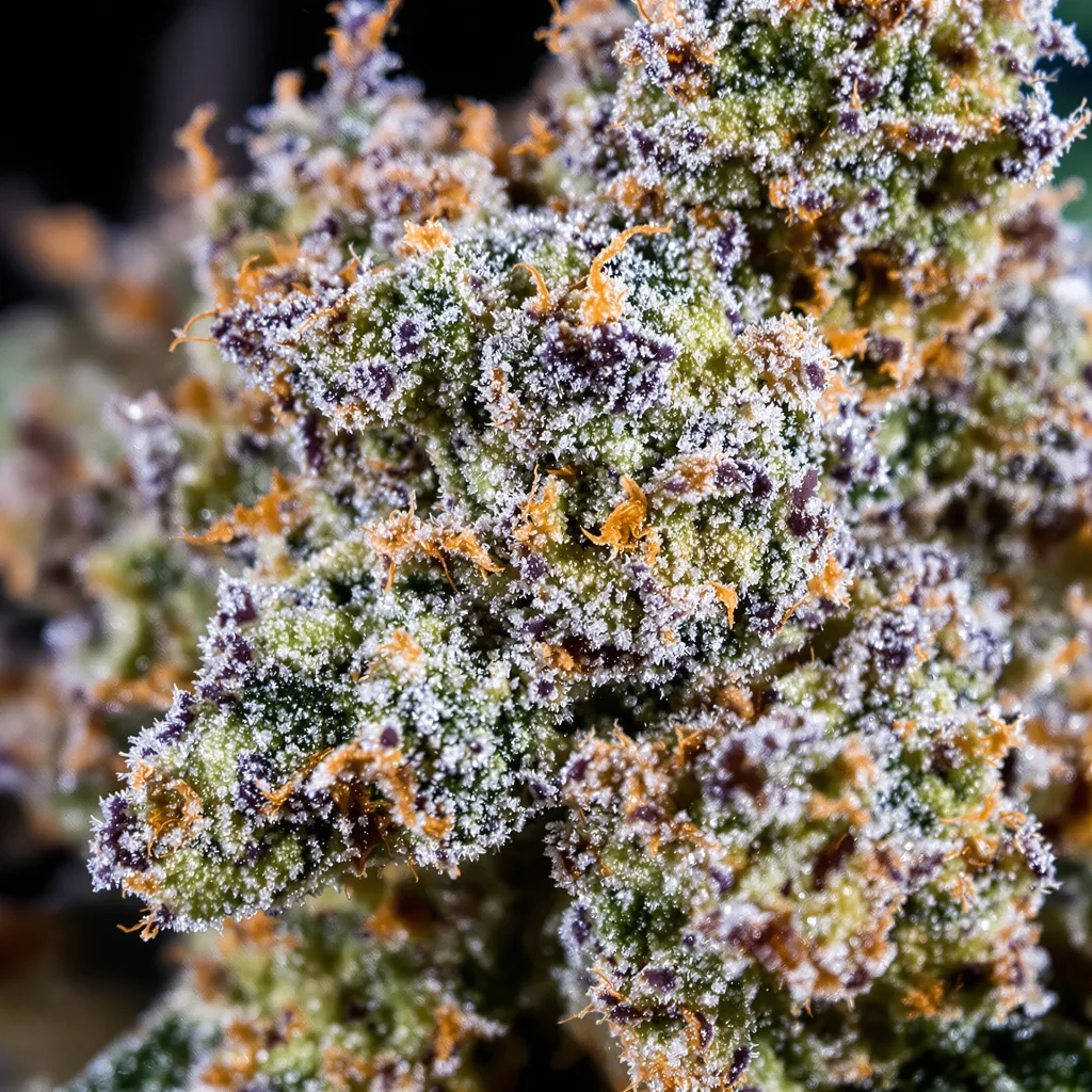 Purple Skunk cannabis plant in flowering stage — 120-180 cm feminised
