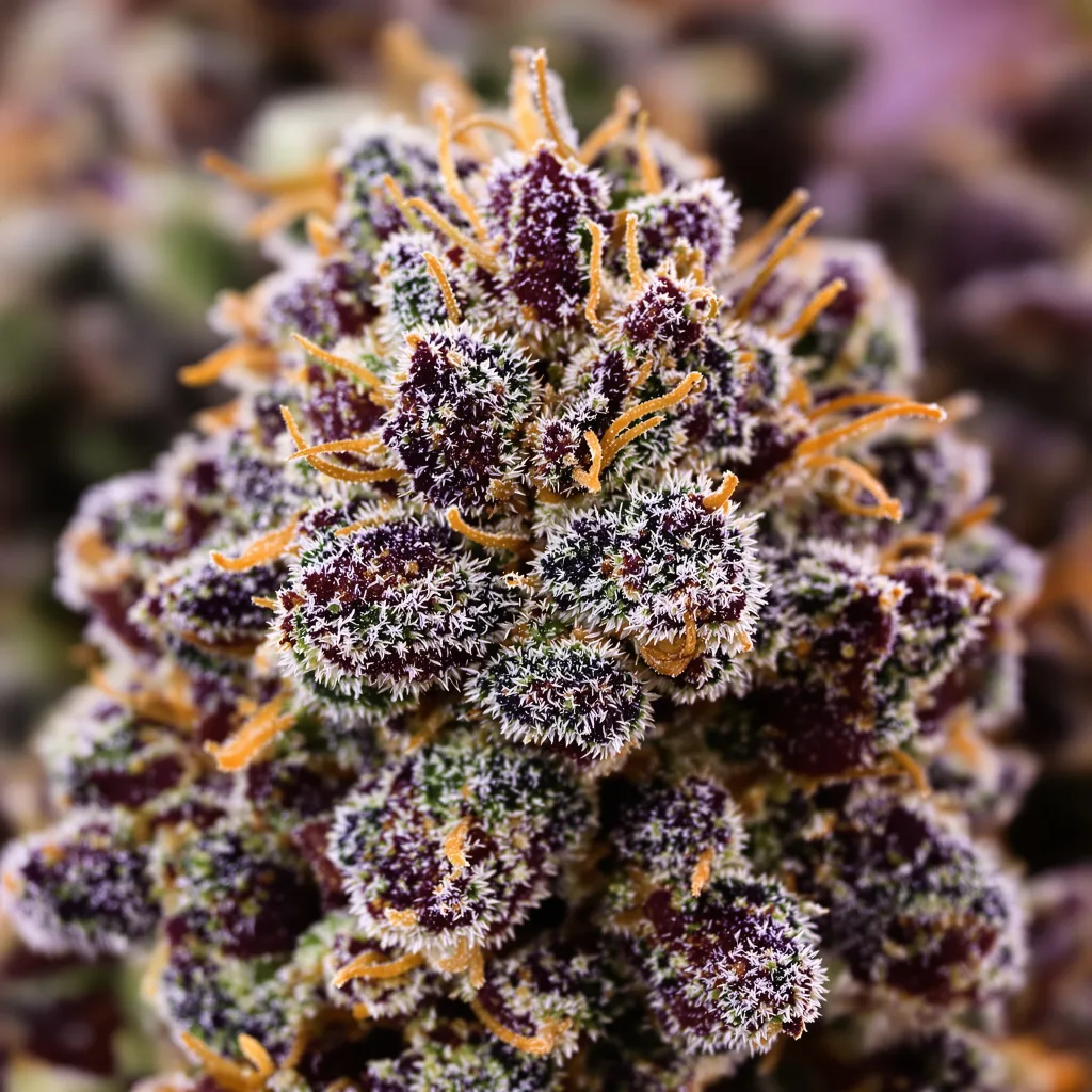 Purple Star cannabis plant in flowering stage — 90-130 cm feminised