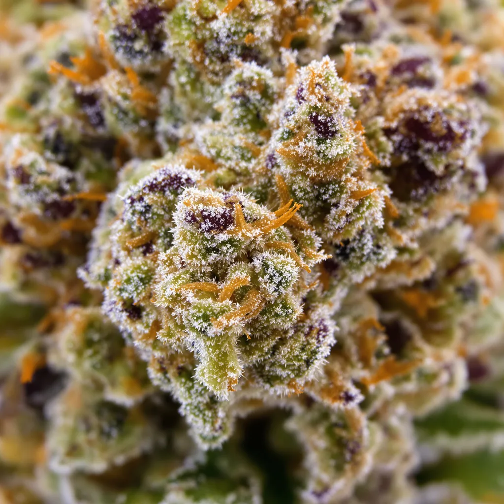 Purple Voodoo cannabis plant in flowering stage — 120-180 cm feminised