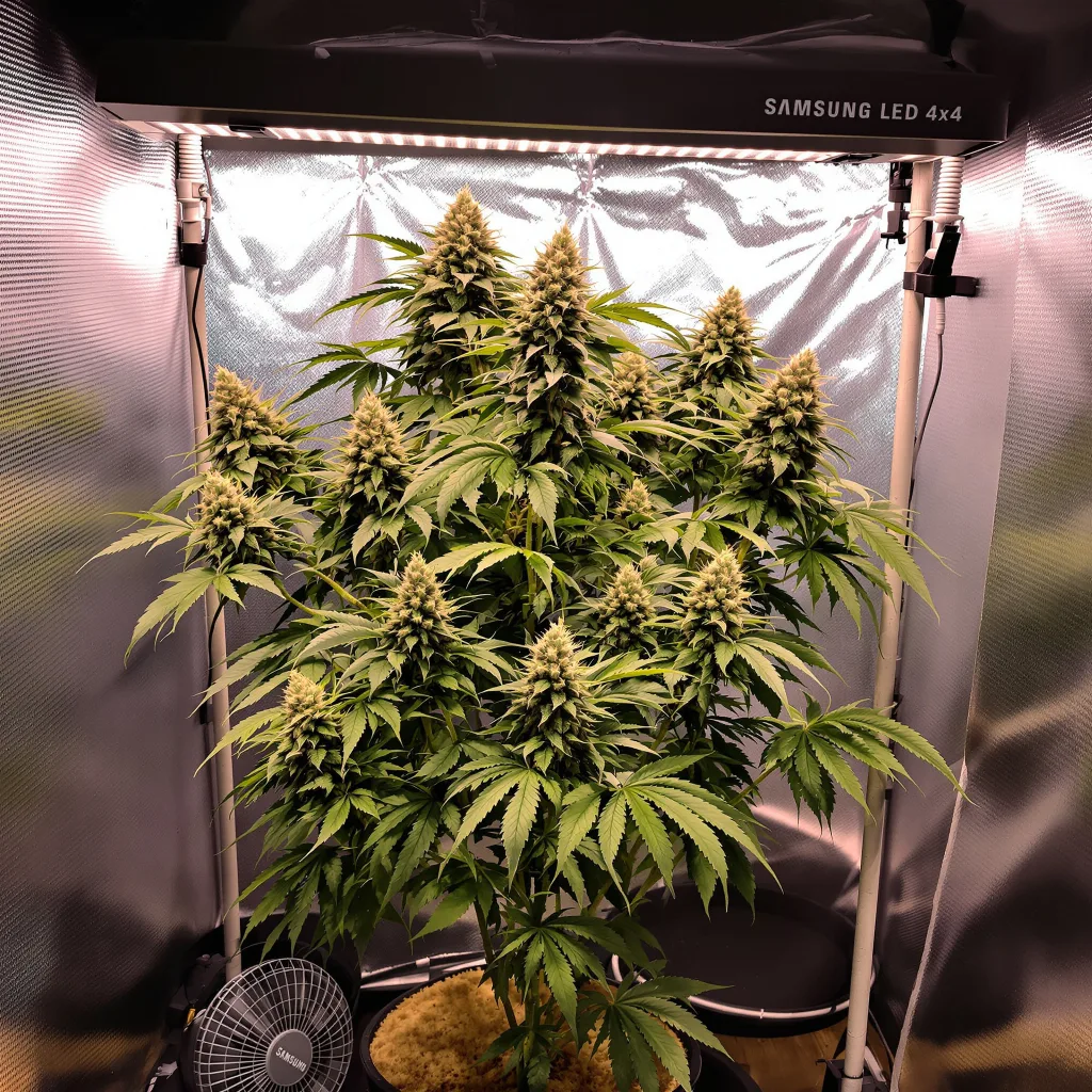 Rainbow Kush cannabis plant in flowering stage — 60-100 cm autoflower