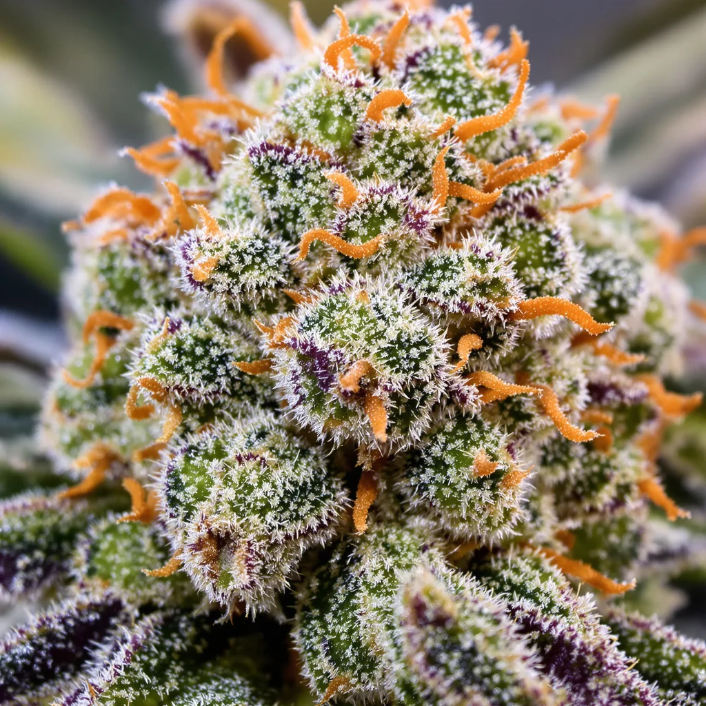 Recon cannabis plant in flowering stage — 60-100 cm autoflower