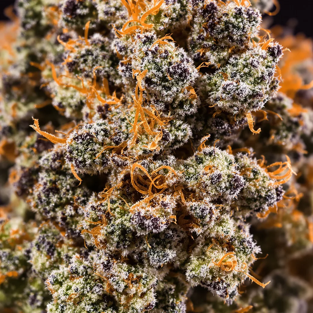 Red Eye OG cannabis plant in flowering stage — 90-130 cm feminised