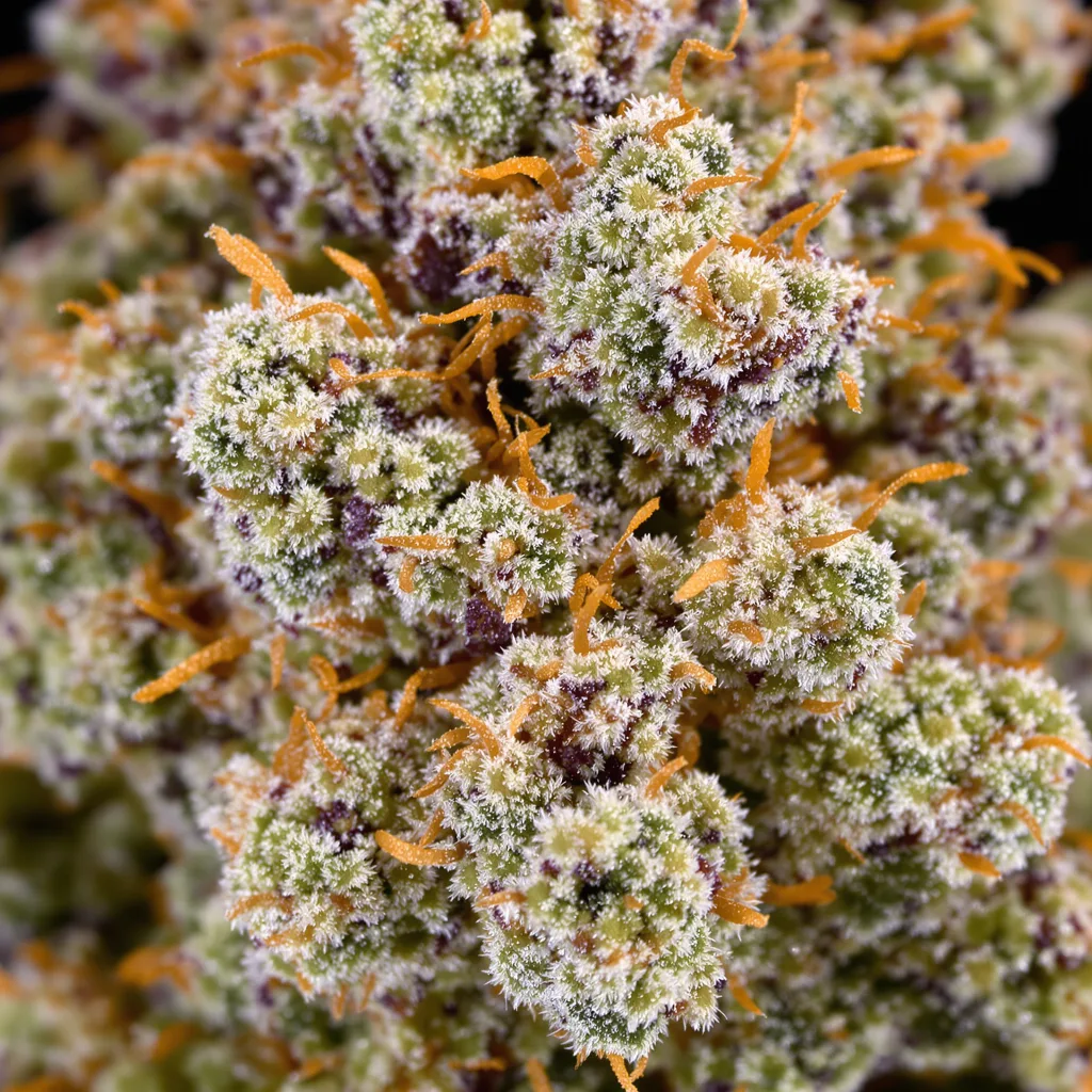 Reign Man cannabis plant in flowering stage — 120-180 cm feminised
