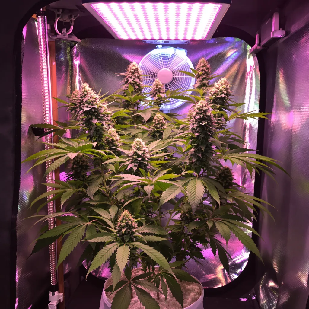 Rollex OG Kush 65% indica / 35% sativa flower with visible trichomes