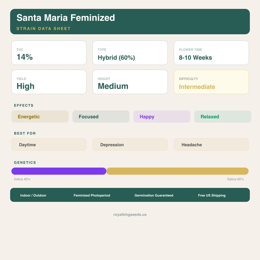 Santa Maria 40% indica / 60% sativa flower with visible trichomes