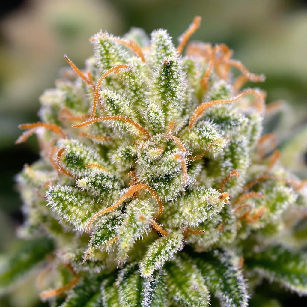 Schrom cannabis plant in flowering stage — 150-200 cm feminised