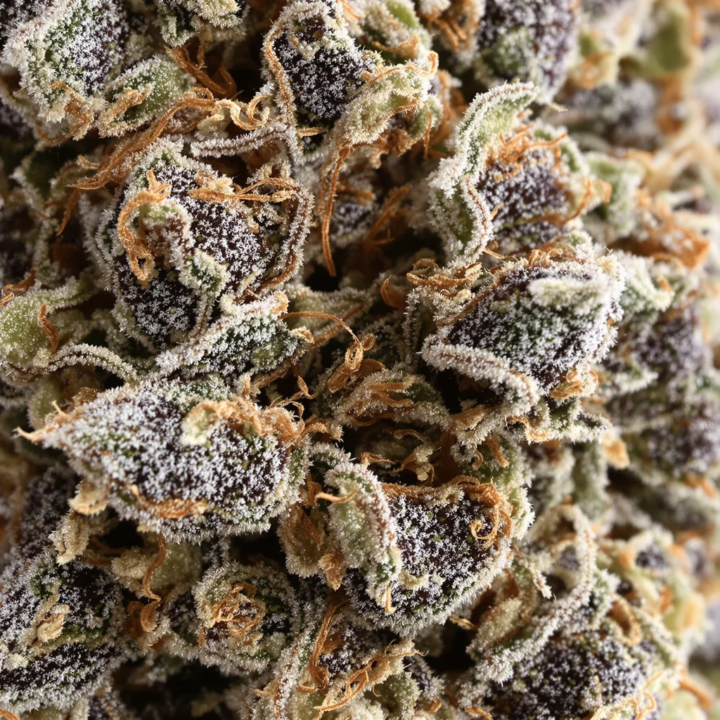 Sensi Skunk cannabis plant in flowering stage — 90-130 cm feminised