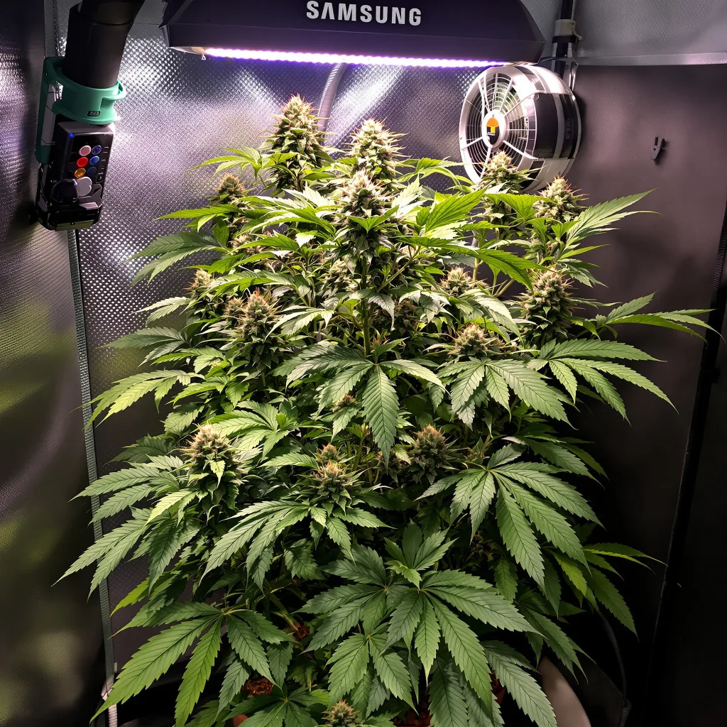 Sensi Star 75% indica / 25% sativa flower with visible trichomes