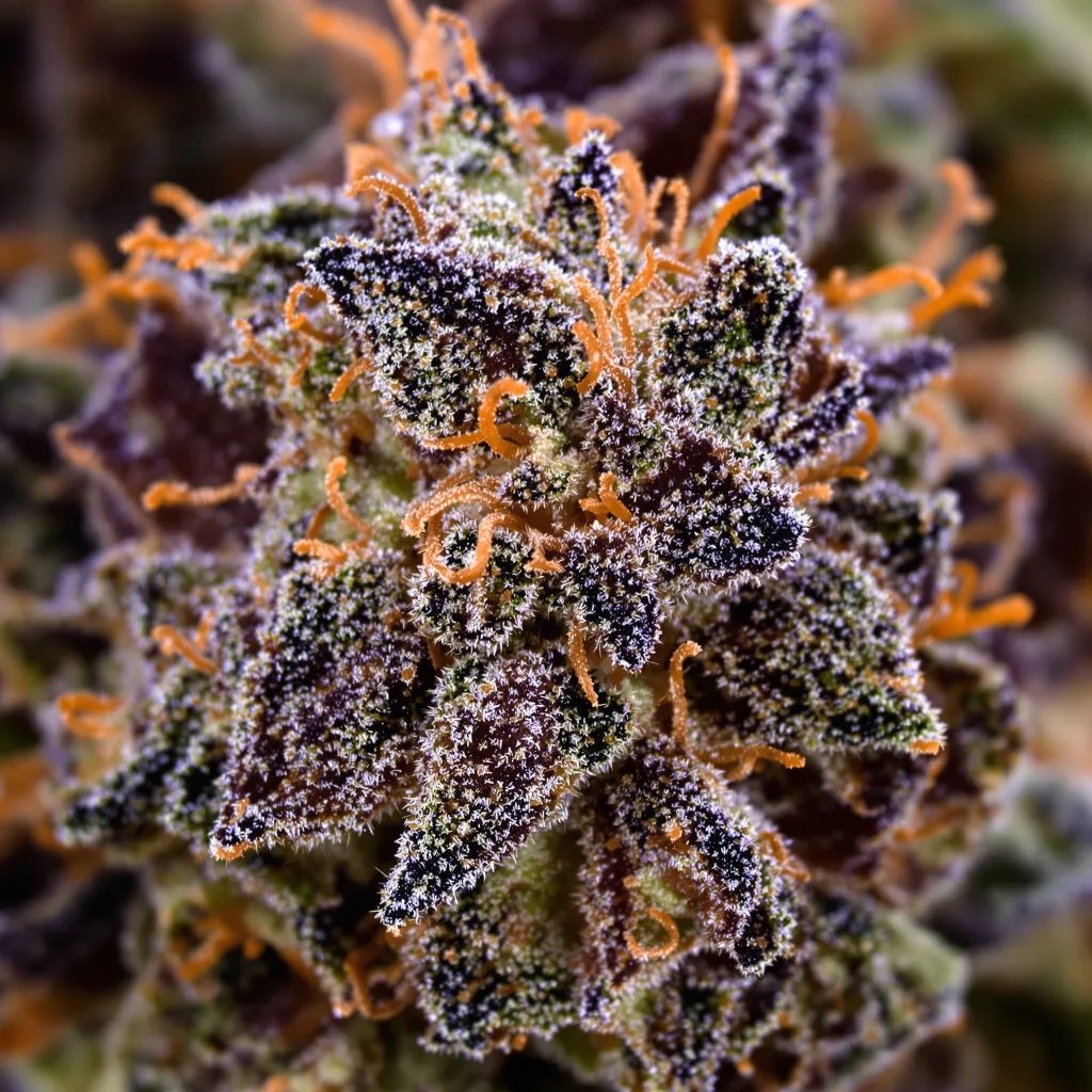 Shark Shock cannabis plant in flowering stage — 90-130 cm feminised