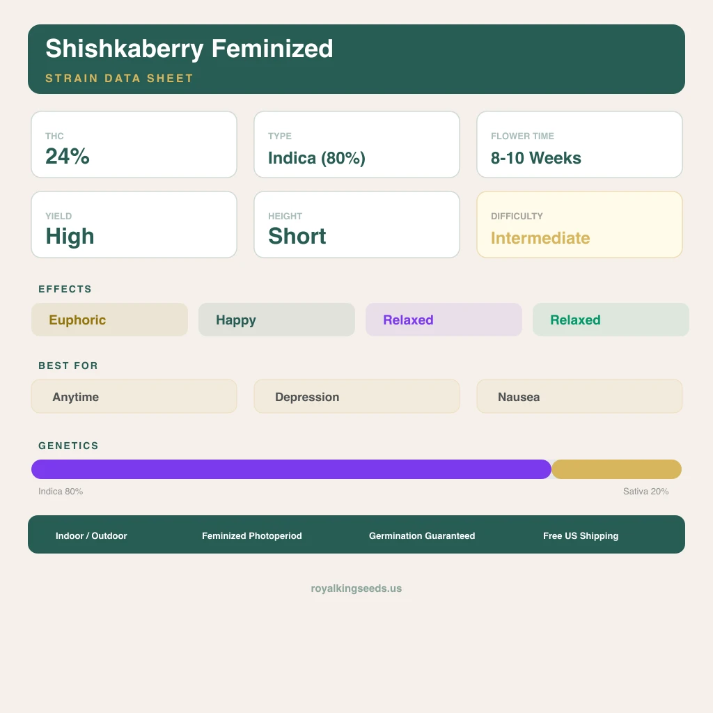 Shishkaberry 80% indica / 20% sativa flower with visible trichomes