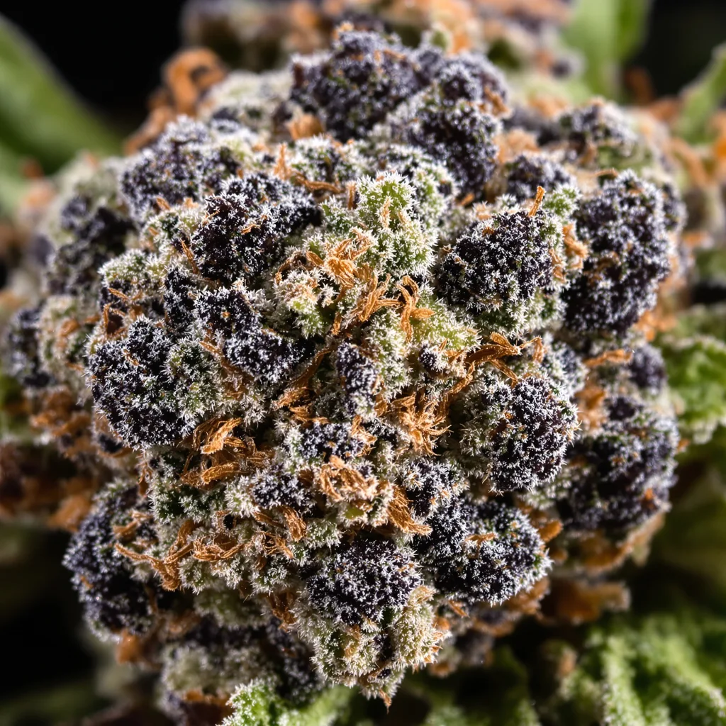 Shiva Skunk cannabis plant in flowering stage — 90-130 cm feminised