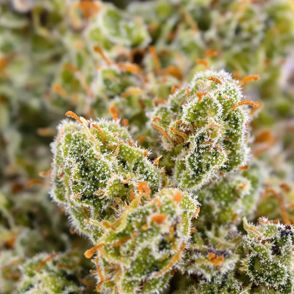 Silver Haze cannabis plant in flowering stage — 150-200 cm feminised