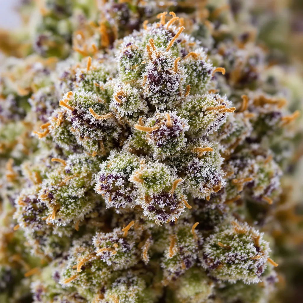 Silver Kush cannabis plant in flowering stage — 60-100 cm autoflower