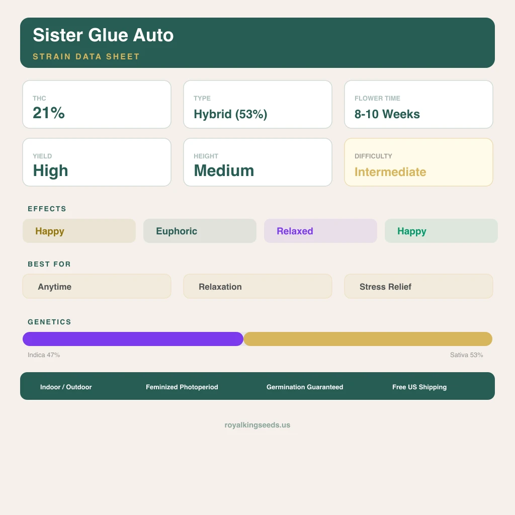 Sister Glue 47% indica / 53% sativa flower with visible trichomes