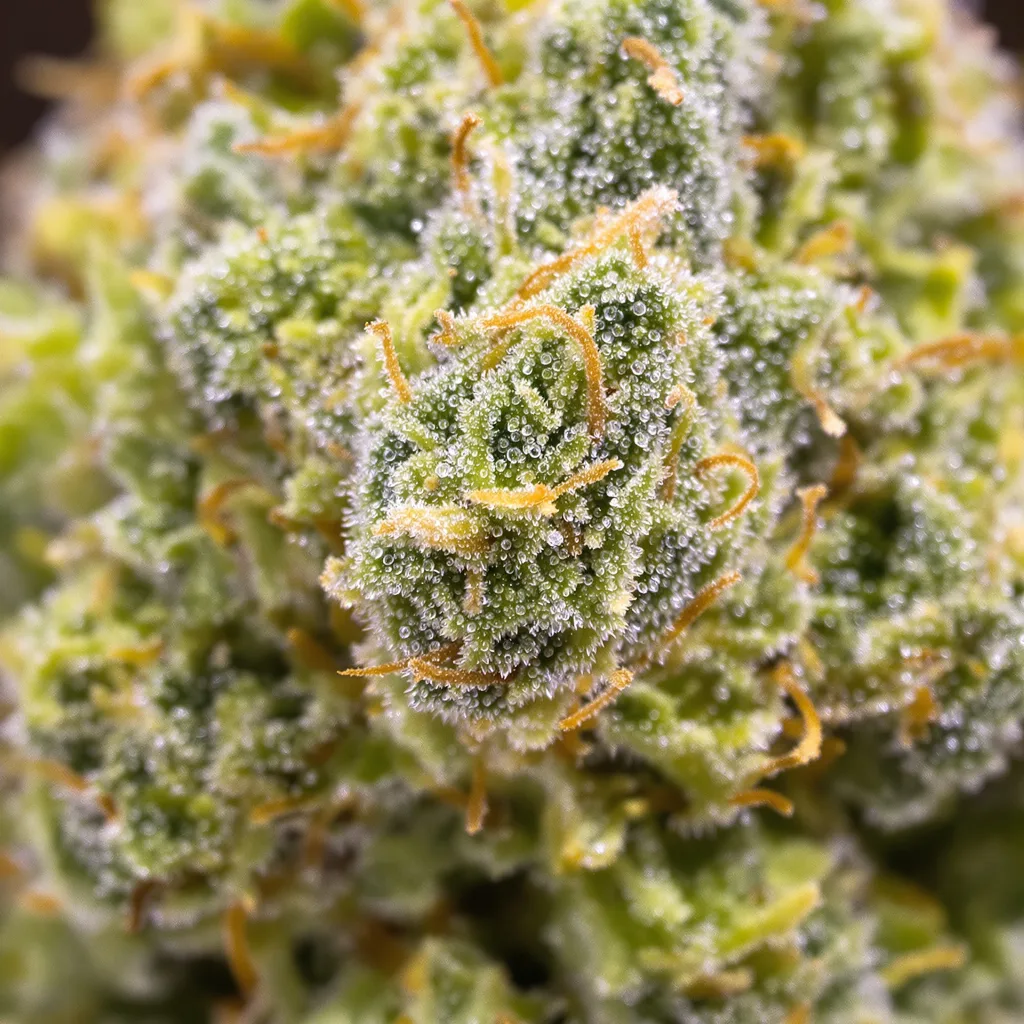Skunky Jack cannabis plant in flowering stage — 150-200 cm feminised