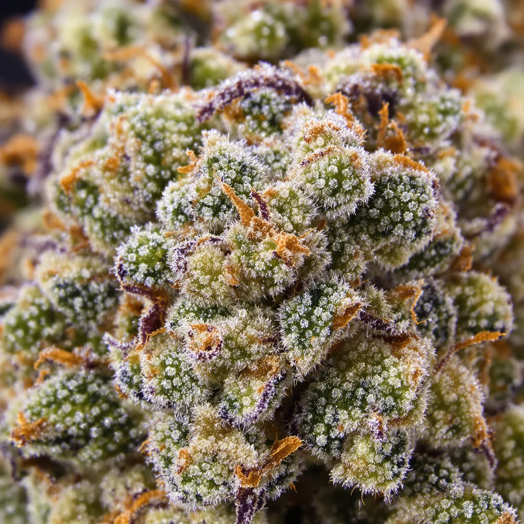 Skywalker OG cannabis plant in flowering stage — 120-180 cm feminised