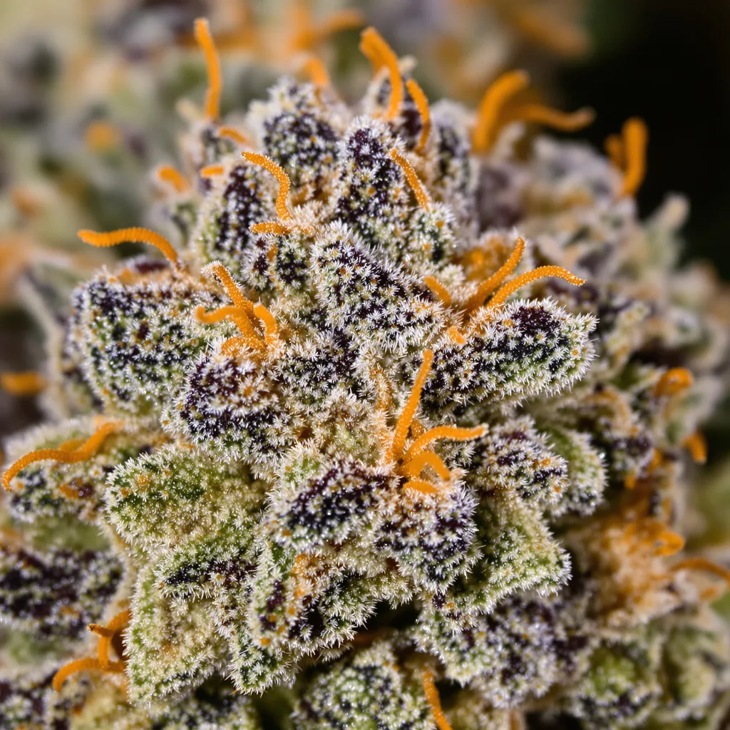 Snoop Dogg OG cannabis plant in flowering stage — 90-130 cm feminised