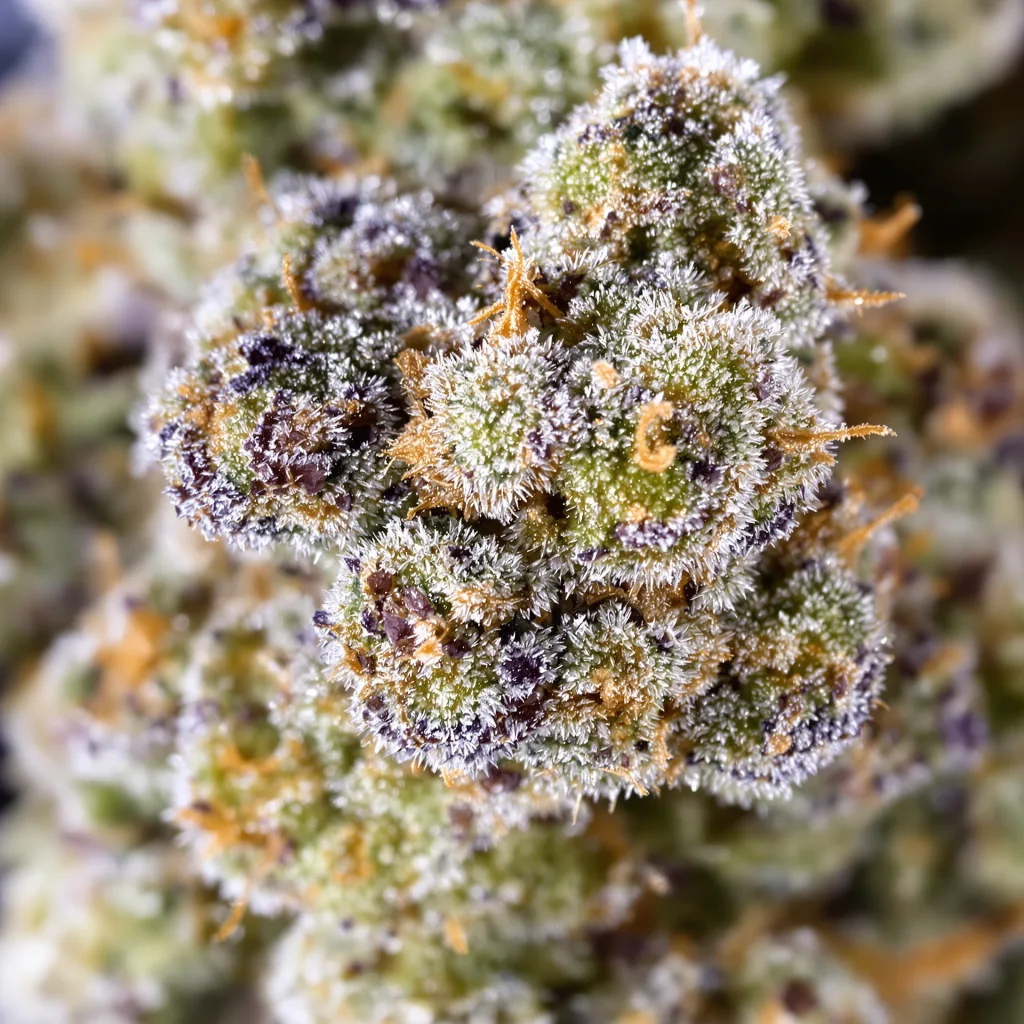 Snow Leopard cannabis plant in flowering stage — 120-180 cm feminised