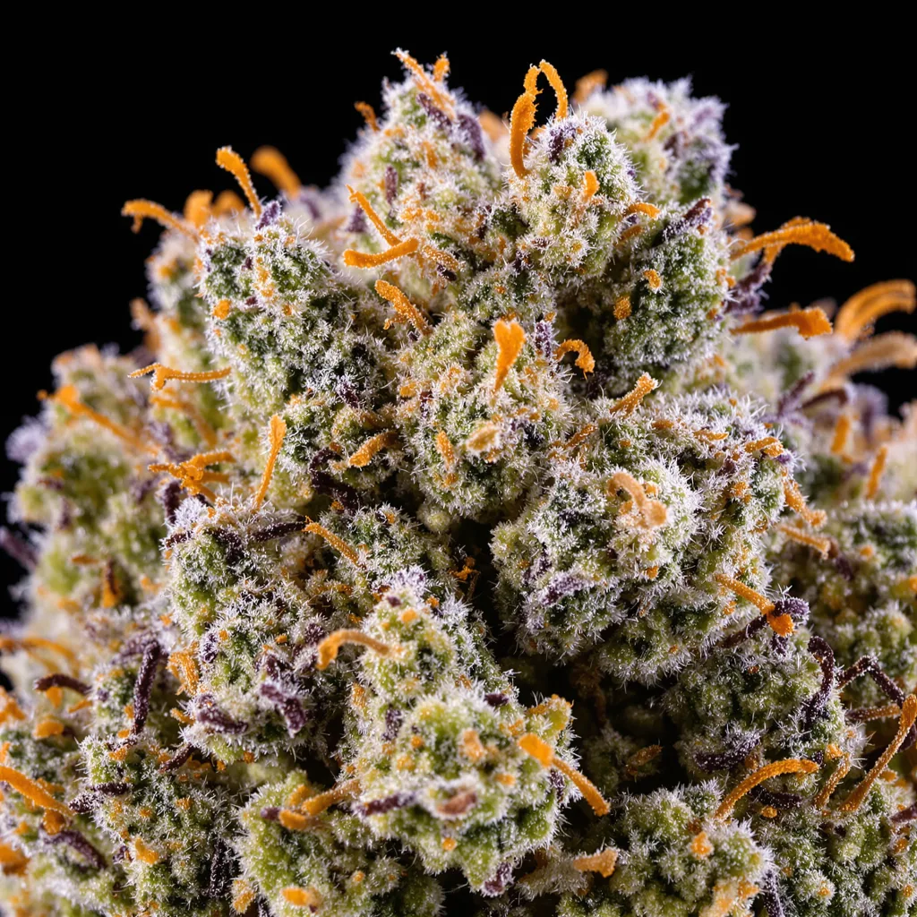 Sour Alien cannabis plant in flowering stage — 120-180 cm feminised