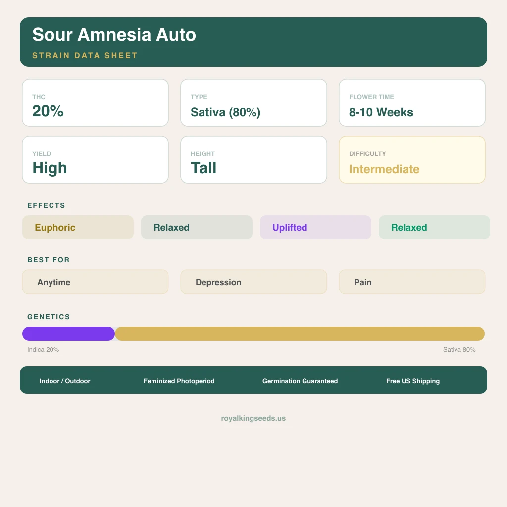 Sour Amnesia 20% indica / 80% sativa flower with visible trichomes