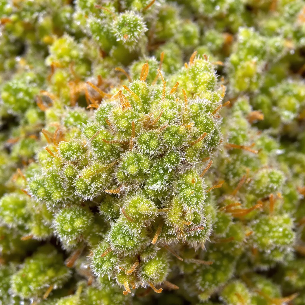 Sour Amnesia cannabis plant in flowering stage — 60-100 cm autoflower
