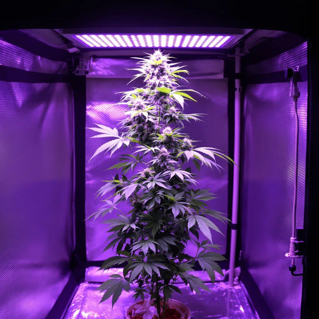 Sour Cookies 8% indica / 92% sativa flower with visible trichomes