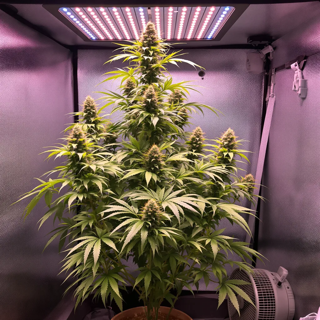 Sour Diesel 11% indica / 89% sativa flower with visible trichomes