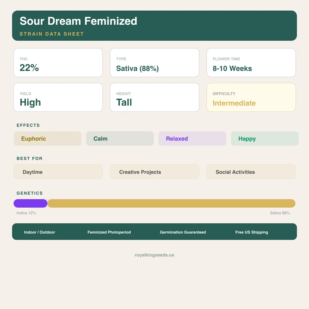 Sour Dream 12% indica / 88% sativa flower with visible trichomes