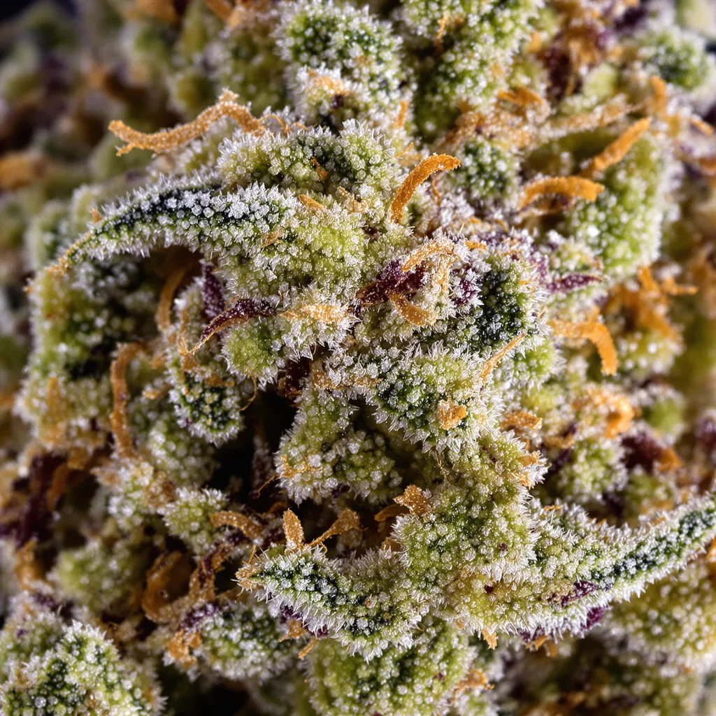 Sour OG cannabis plant in flowering stage — 120-180 cm feminised