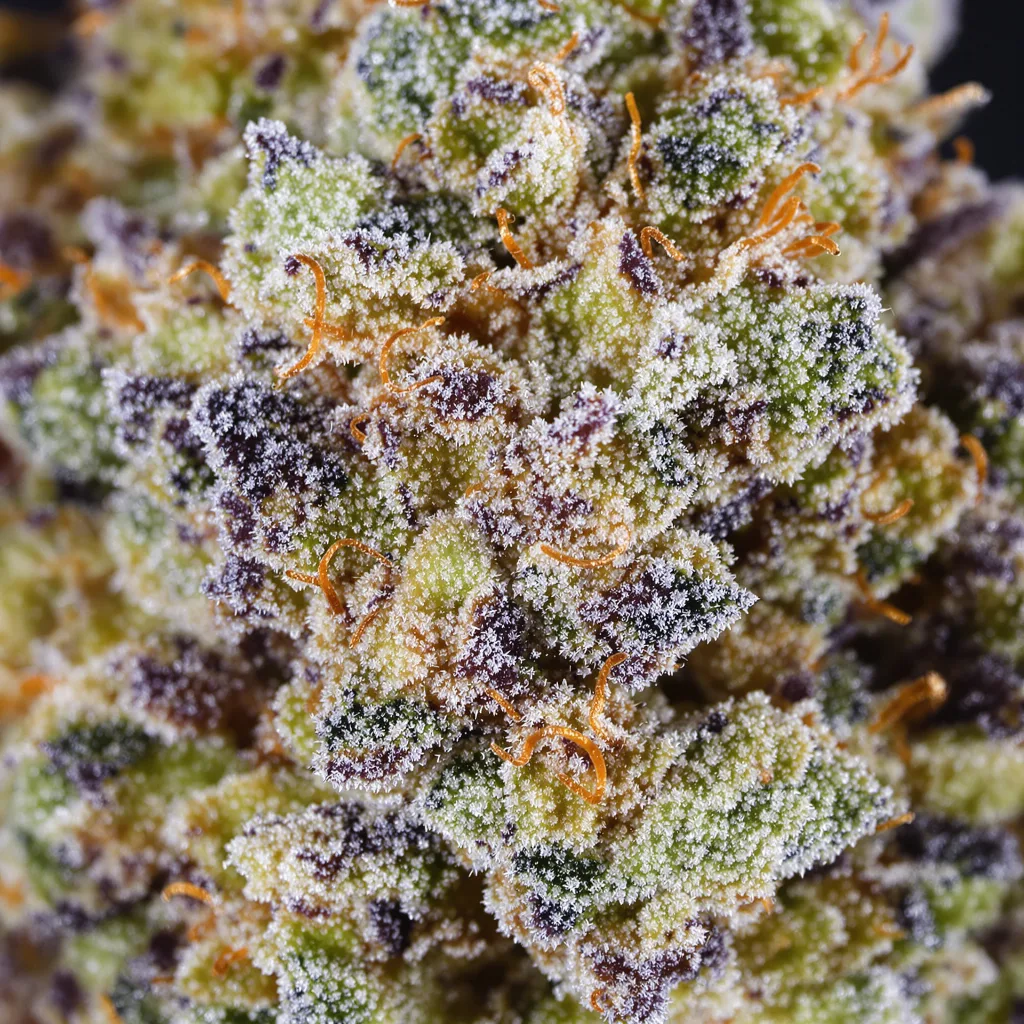 Space Candy cannabis plant in flowering stage — 120-180 cm feminised
