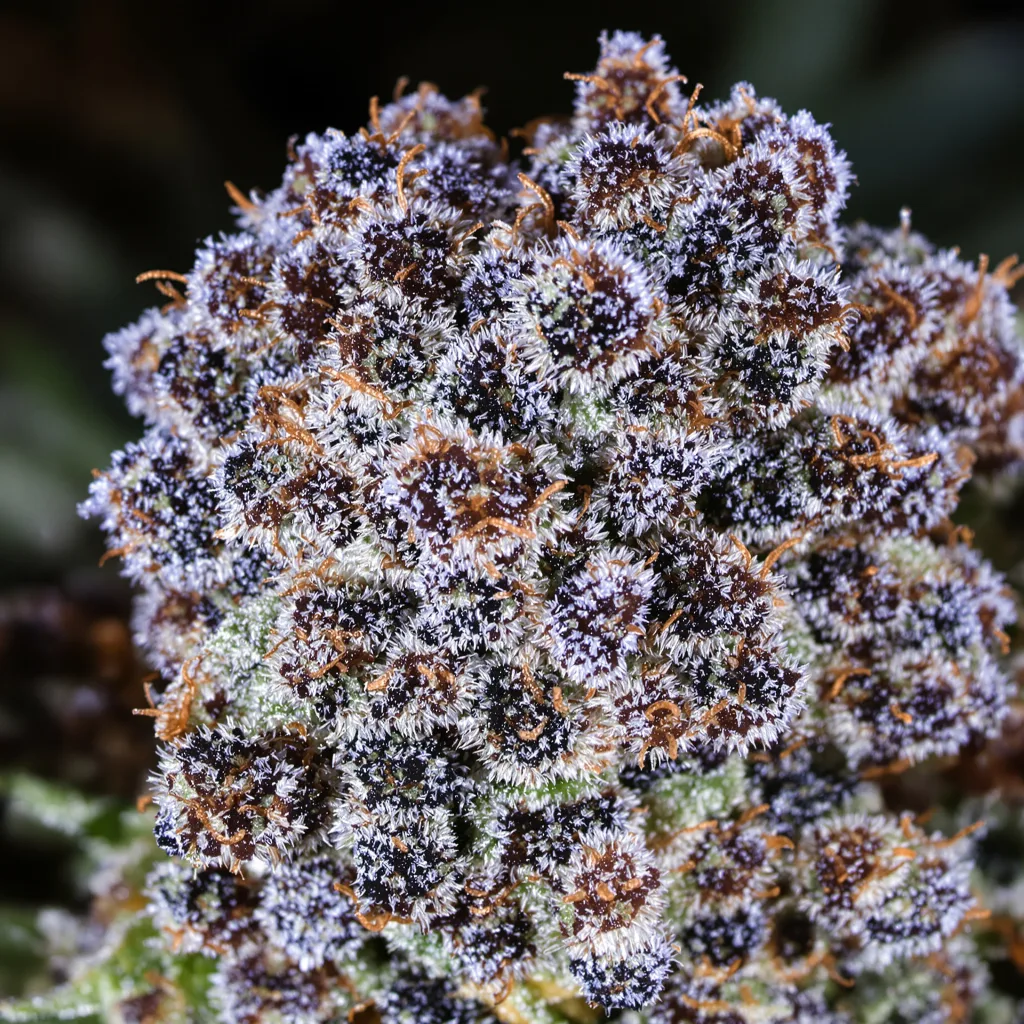 Special Kush #1 cannabis plant in flowering stage — 90-130 cm feminised