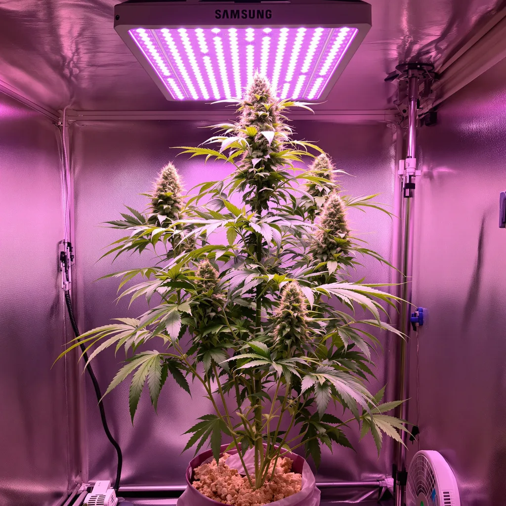 Strawberry Cough 11% indica / 89% sativa flower with visible trichomes