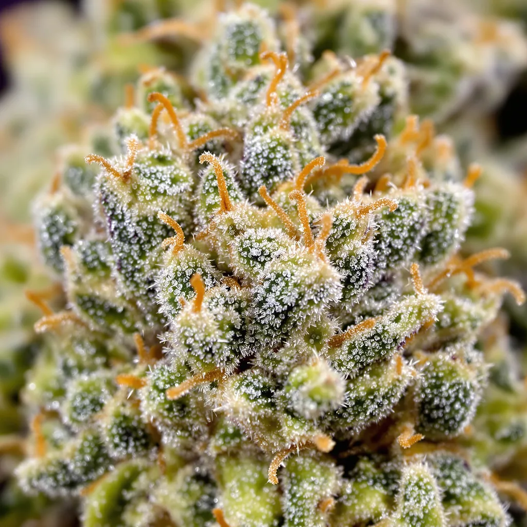Strawberry Fields cannabis plant in flowering stage — 120-180 cm feminised