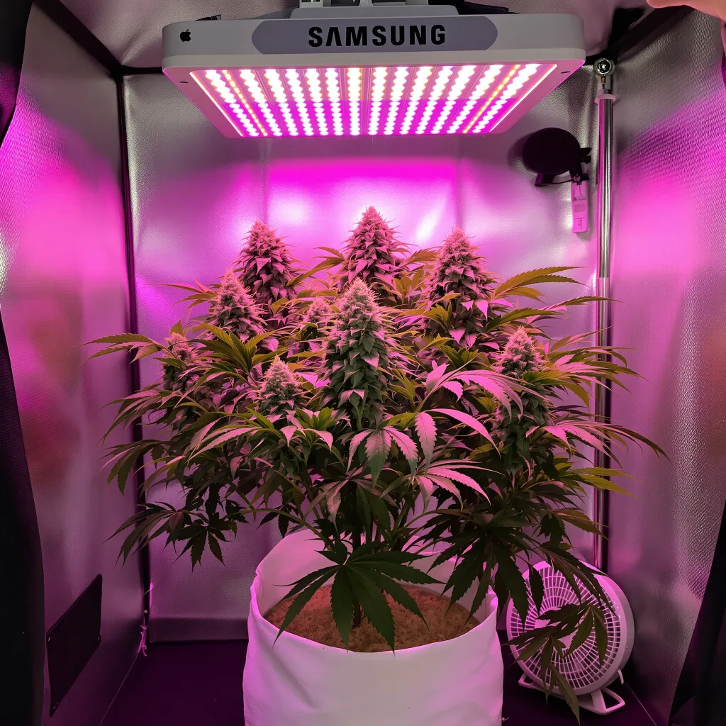 Strawberry Gorilla cannabis plant in flowering stage — 60-100 cm autoflower