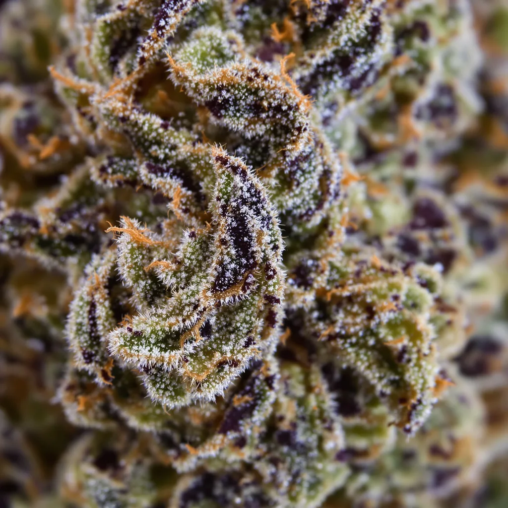 Super Blue Dream cannabis plant in flowering stage — 90-130 cm feminised