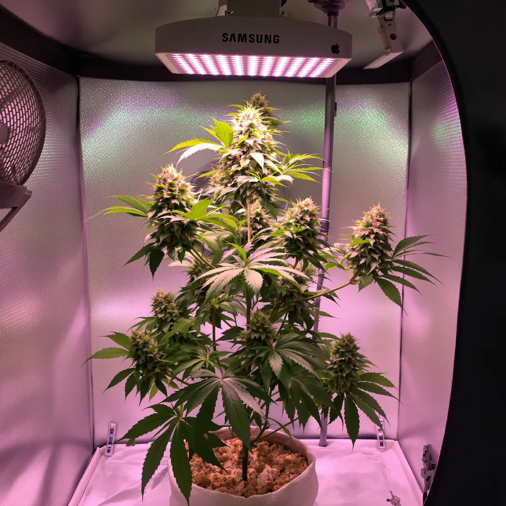 Sweet Dream 78% indica / 22% sativa flower with visible trichomes