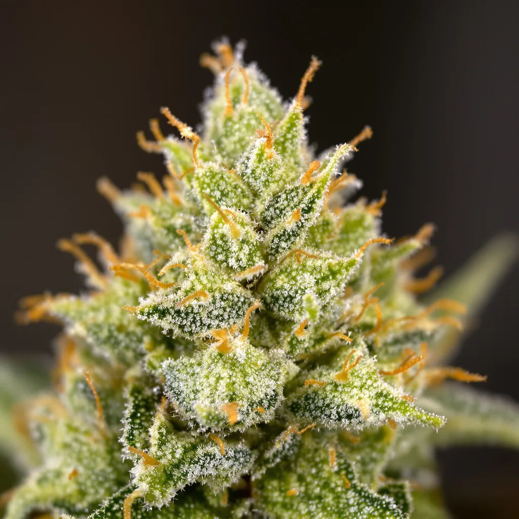 Sweet Island cannabis plant in flowering stage — 150-200 cm feminised