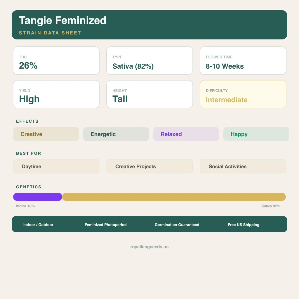 Tangie 18% indica / 82% sativa flower with visible trichomes
