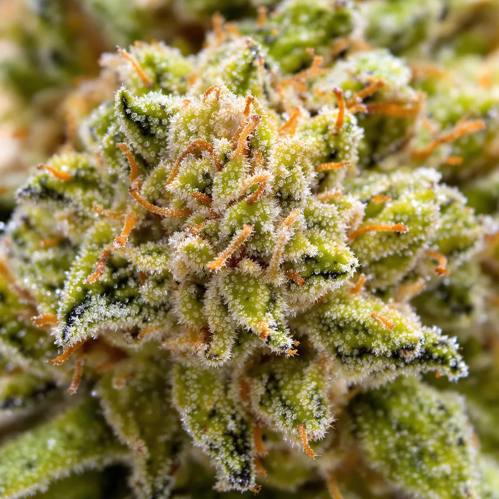Tangie cannabis plant in flowering stage — 150-200 cm feminised